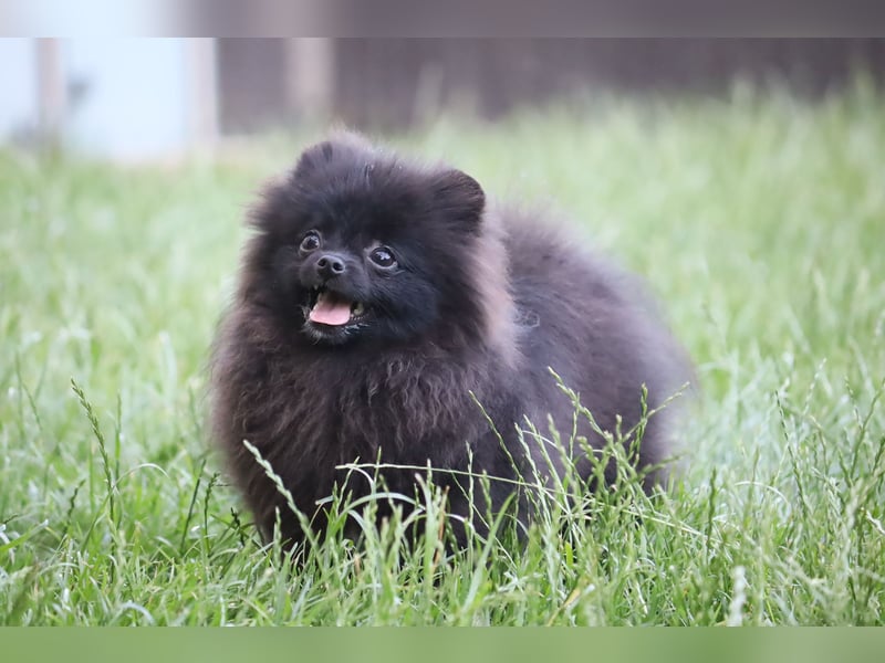 Zuckersüße Zwergspitz/Pomeranian Rüden zu verkaufen (Welpen)