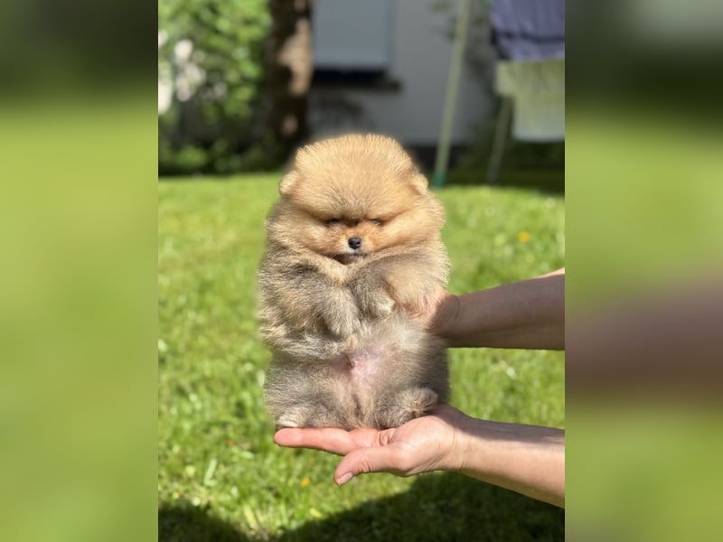 Pomeranian/Zwergspitz-Welpen