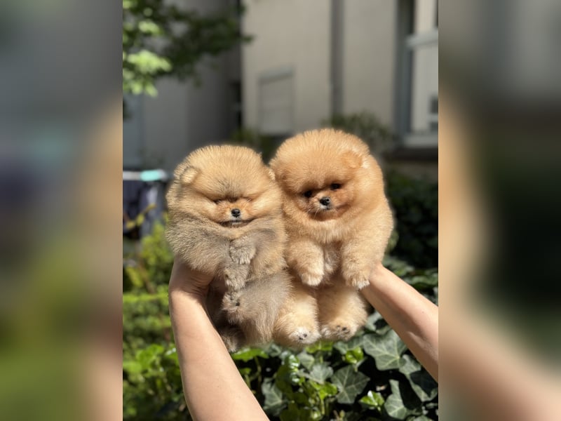 Pomeranian/Zwergspitz-Welpen