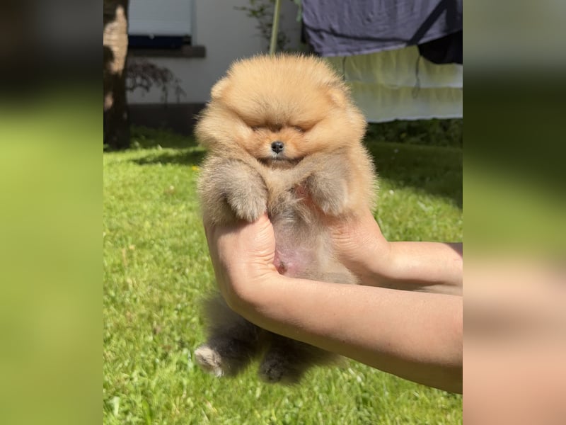 Pomeranian/Zwergspitz-Welpen