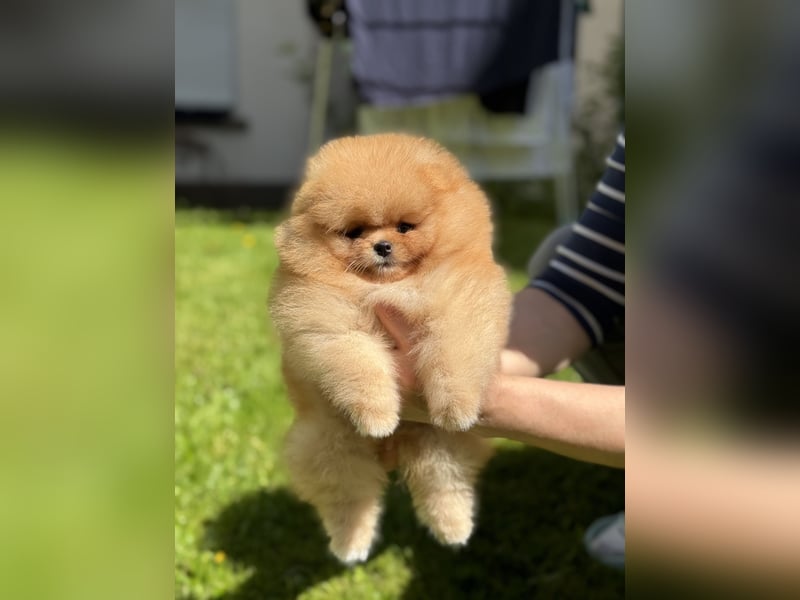 Pomeranian/Zwergspitz-Welpen