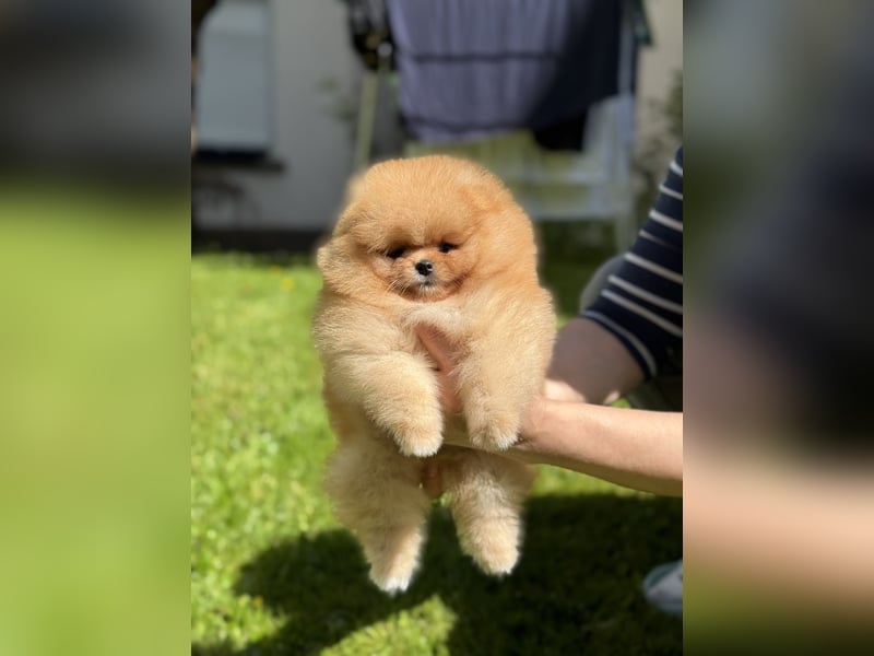 Pomeranian/Zwergspitz-Welpen