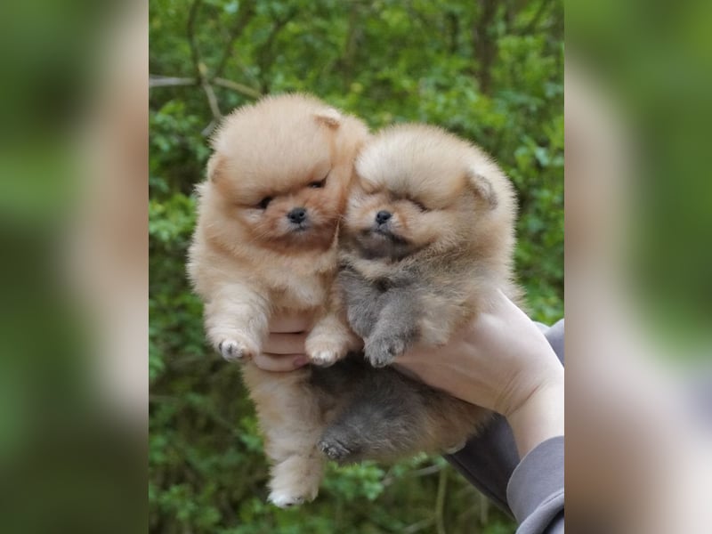 Pomeranian-Welpen suchen liebevolles Zuhause