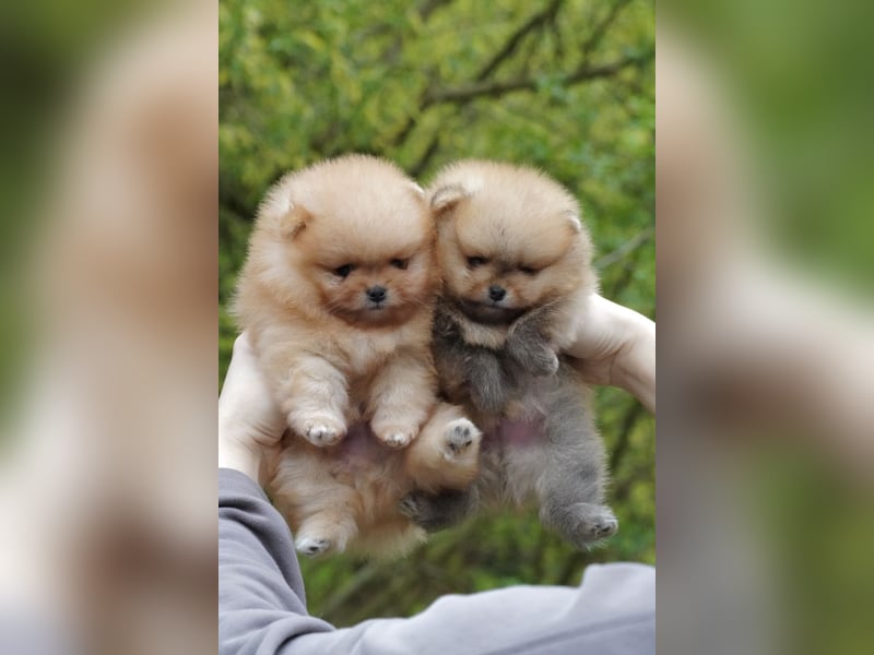 Pomeranian-Welpen suchen liebevolles Zuhause