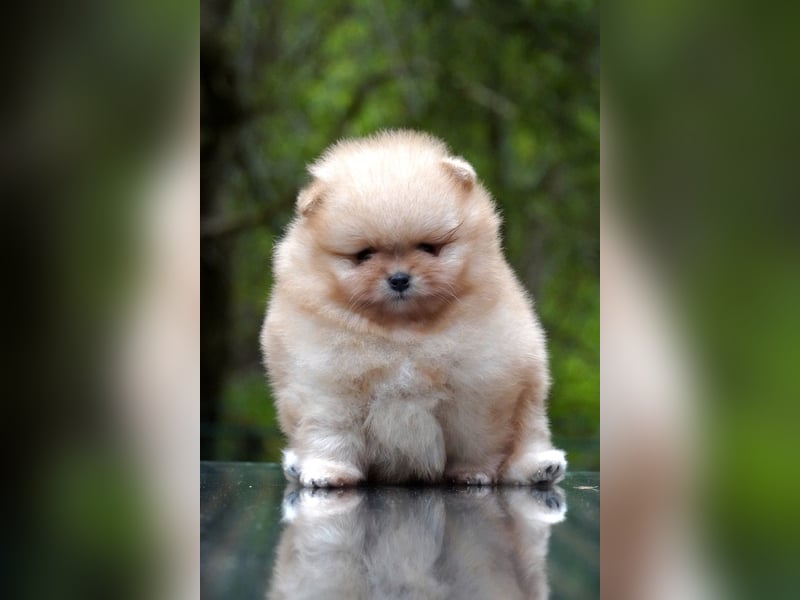 Pomeranian-Welpen suchen liebevolles Zuhause