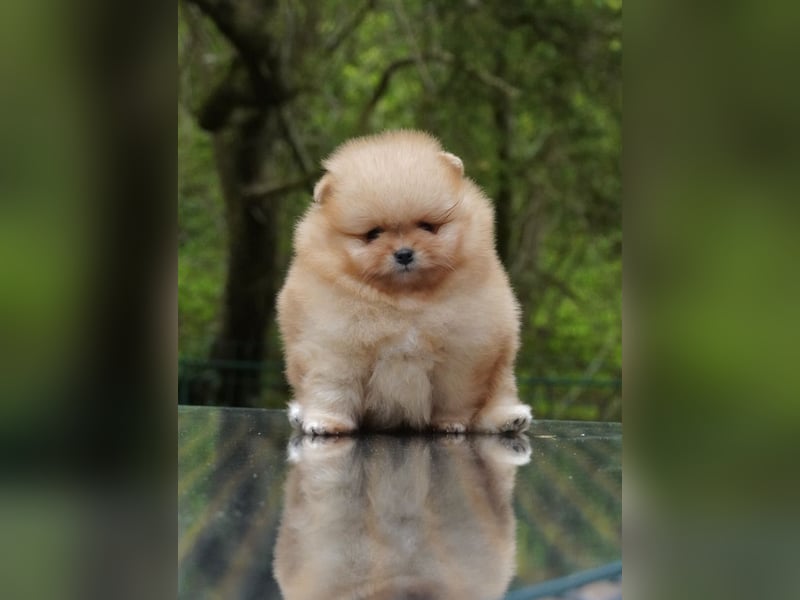 Pomeranian-Welpen suchen liebevolles Zuhause