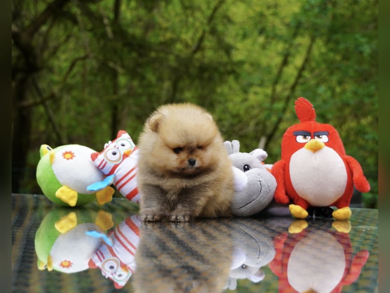 Pomeranian-Welpen suchen liebevolles Zuhause