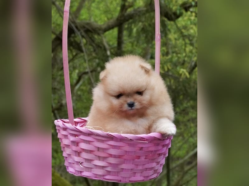 Pomeranian-Welpen suchen liebevolles Zuhause