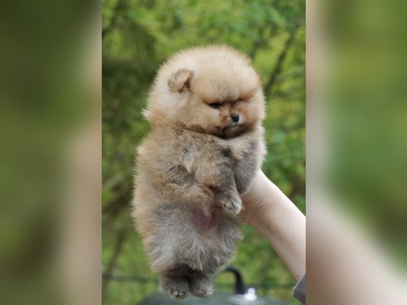 Pomeranian-Welpen suchen liebevolles Zuhause