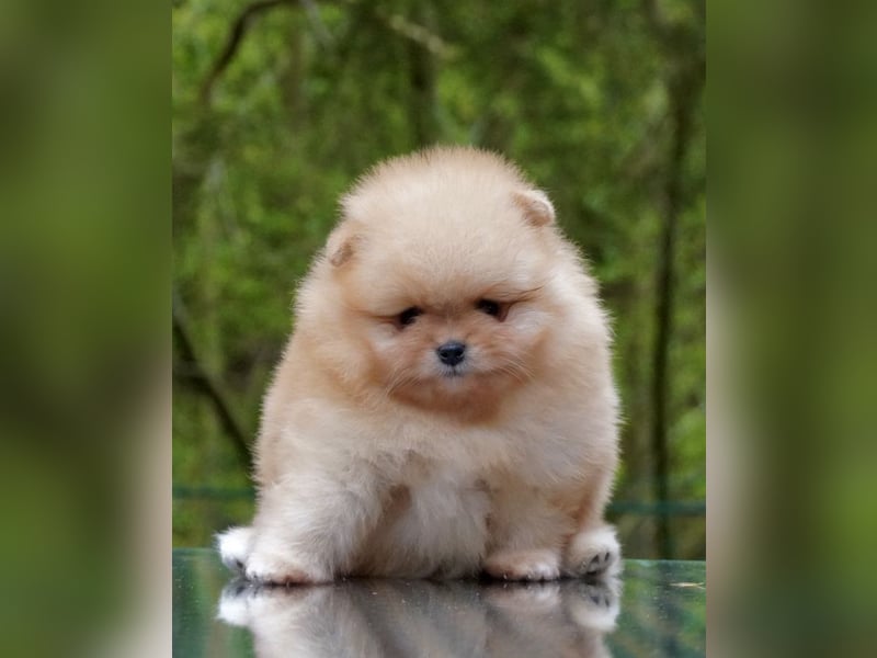 Pomeranian-Welpen suchen liebevolles Zuhause