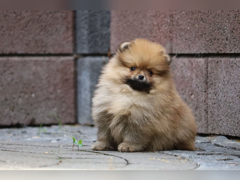 Kleiner und lieber Pomeranian Welpe (Rüde) zu verkaufen