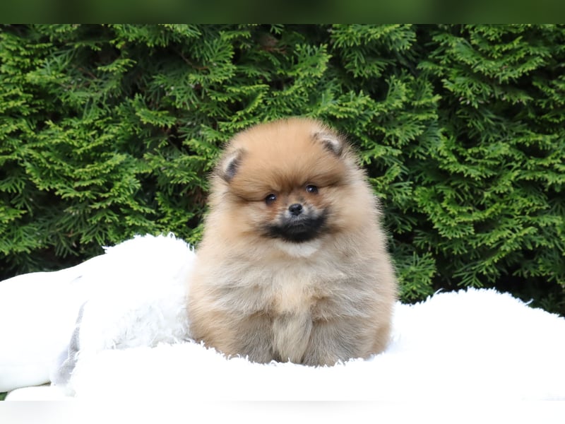 Kleiner und lieber Pomeranian Welpe (Rüde) zu verkaufen