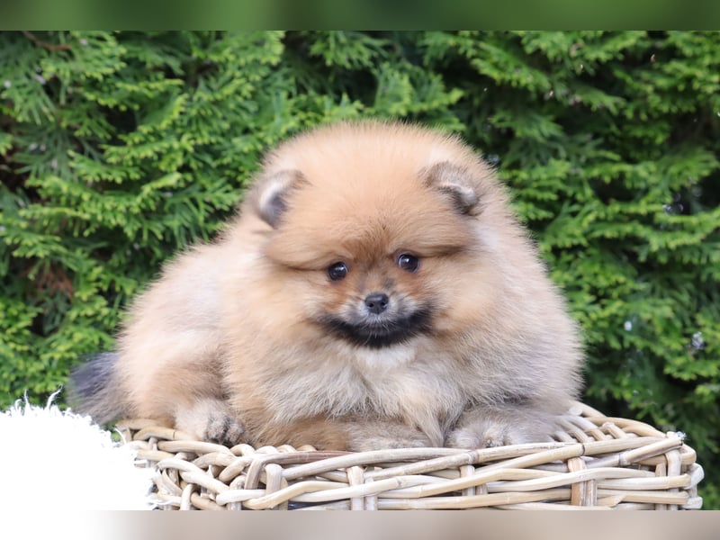 Kleiner und lieber Pomeranian Welpe (Rüde) zu verkaufen