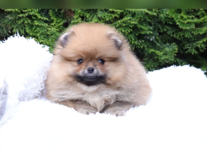 Kleiner und lieber Pomeranian Welpe (Rüde) zu verkaufen
