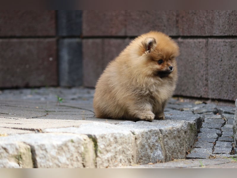 Kleiner und lieber Pomeranian Welpe (Rüde) zu verkaufen
