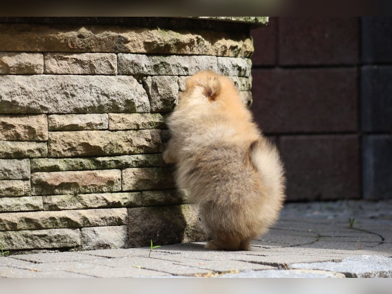 Kleiner und lieber Pomeranian Welpe (Rüde) zu verkaufen