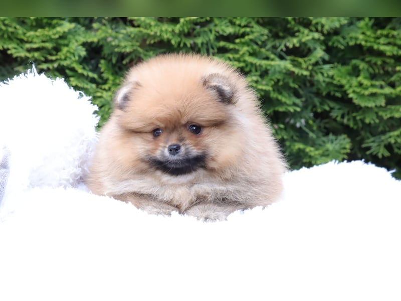 Kleiner und lieber Pomeranian Welpe (Rüde) zu verkaufen