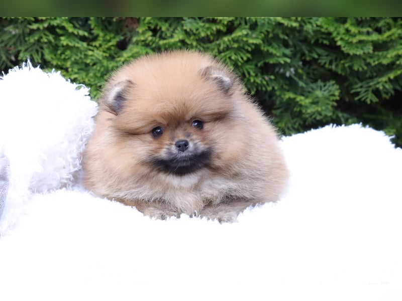 Kleiner und lieber Pomeranian Welpe (Rüde) zu verkaufen
