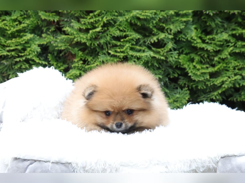 Kleiner und lieber Pomeranian Welpe (Rüde) zu verkaufen