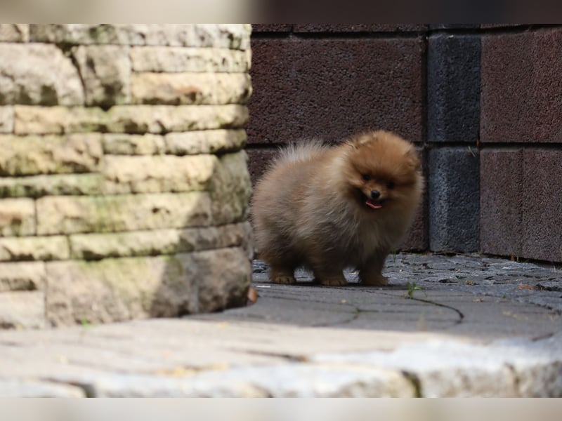 Kleiner und lieber Pomeranian Welpe (Rüde) zu verkaufen