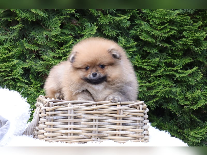 Kleiner und lieber Pomeranian Welpe (Rüde) zu verkaufen