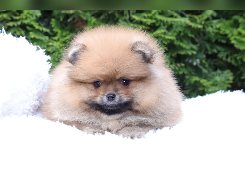 Kleiner und lieber Pomeranian Welpe (Rüde) zu verkaufen