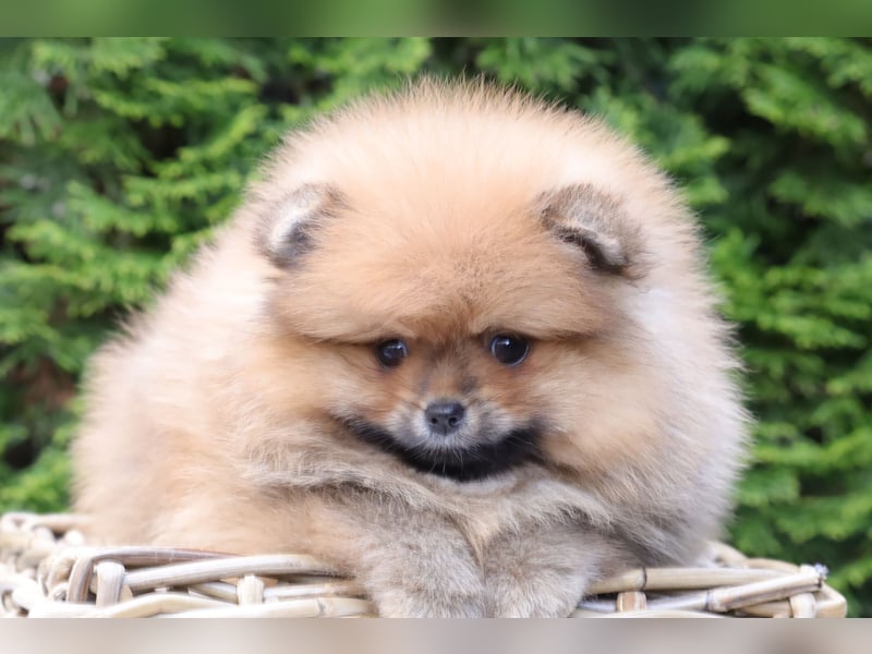 Kleiner und lieber Pomeranian Welpe (Rüde) zu verkaufen