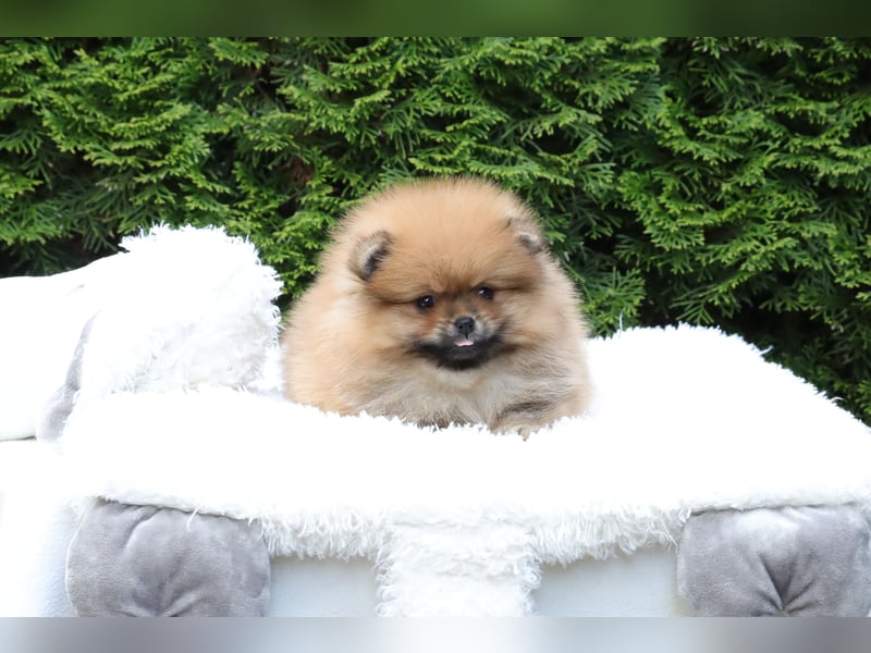 Kleiner und lieber Pomeranian Welpe (Rüde) zu verkaufen