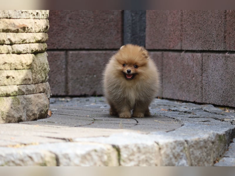 Kleiner und lieber Pomeranian Welpe (Rüde) zu verkaufen