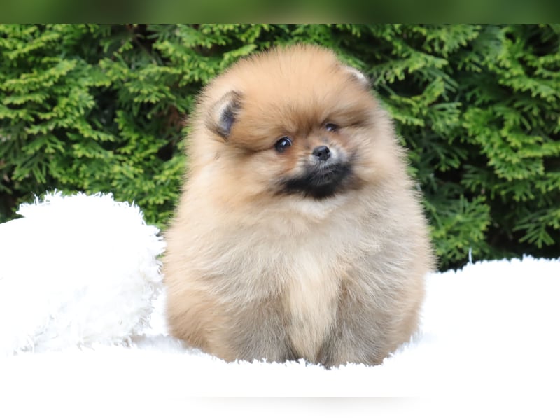 Kleiner und lieber Pomeranian Welpe (Rüde) zu verkaufen
