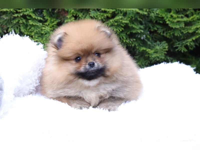 Kleiner und lieber Pomeranian Welpe (Rüde) zu verkaufen