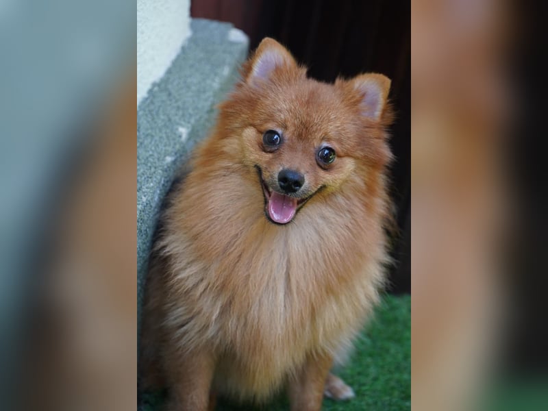 Nico SR - Kleiner Schatz sucht Liebe!
