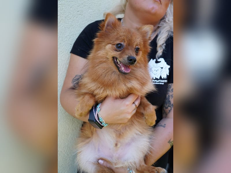 Nico SR - Kleiner Schatz sucht Liebe!