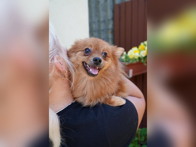 Nico SR - Kleiner Schatz sucht Liebe!