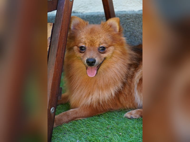 Nico SR - Kleiner Schatz sucht Liebe!