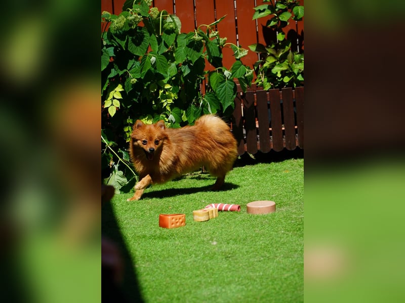 Nico SR - Kleiner Schatz sucht Liebe!