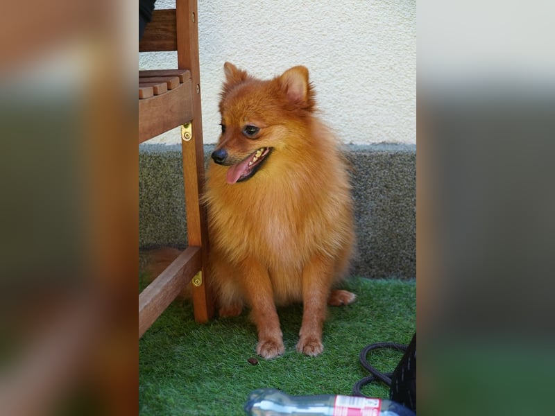 Nico SR - Kleiner Schatz sucht Liebe!