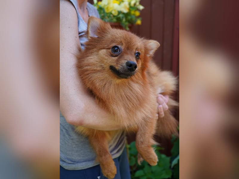 Nico SR - Kleiner Schatz sucht Liebe!