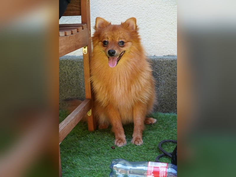 Nico SR - Kleiner Schatz sucht Liebe!