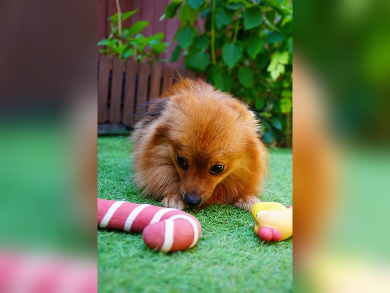 Nico SR - Kleiner Schatz sucht Liebe!