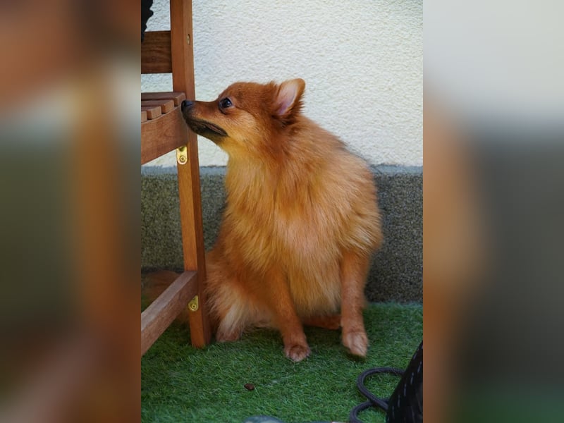 Nico SR - Kleiner Schatz sucht Liebe!