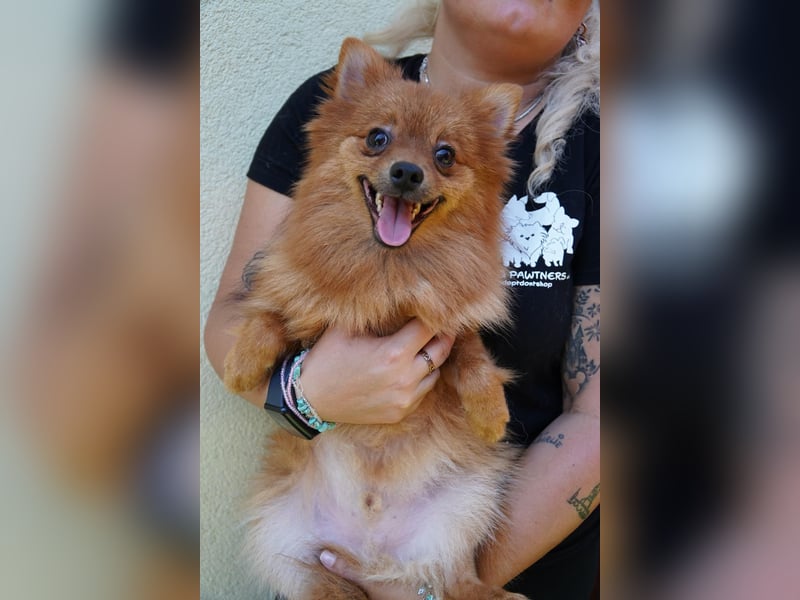 Nico SR - Kleiner Schatz sucht Liebe!