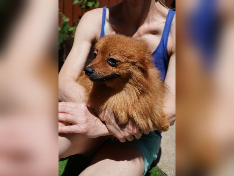 Nico SR - Kleiner Schatz sucht Liebe!