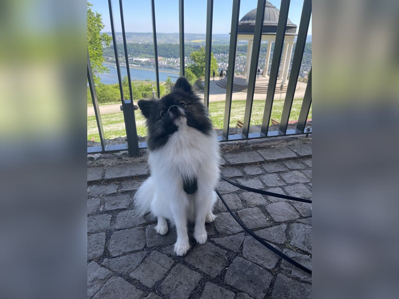 Pomeranian Deckrüde mit Ahnentafel