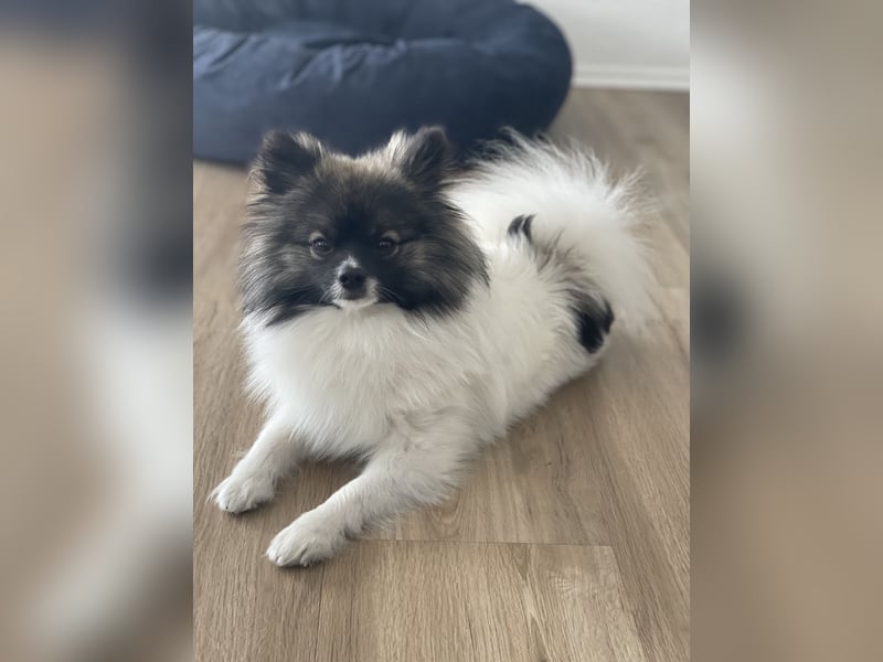 Pomeranian Deckrüde mit Ahnentafel