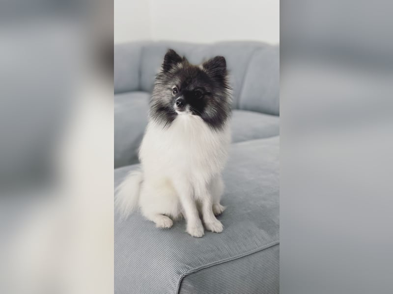 Pomeranian Deckrüde mit Ahnentafel