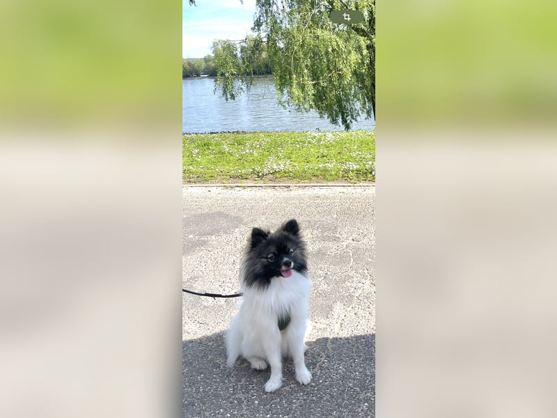 Pomeranian Deckrüde mit Ahnentafel