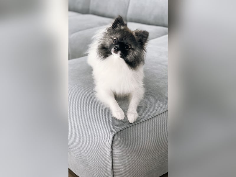 Pomeranian Deckrüde mit Ahnentafel