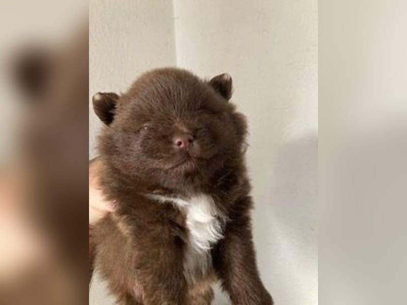 Zauberhaftes echtes Pomeranian schoko Bärchen mit Ahnentafel