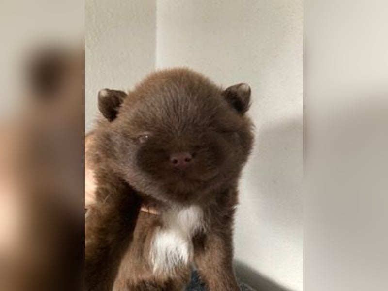 Zauberhaftes echtes Pomeranian schoko Bärchen mit Ahnentafel
